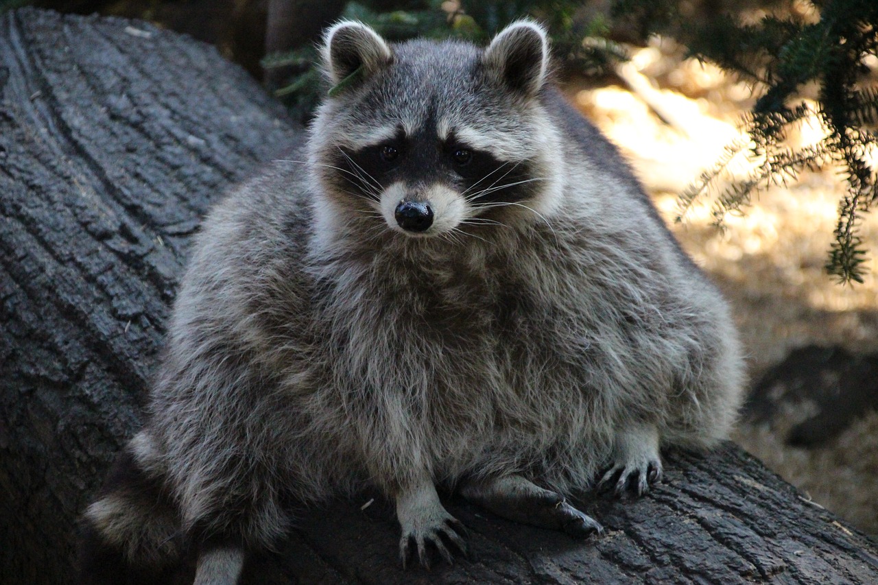 Can Raccoons Live in Walls? Platinum Raccoon Removal