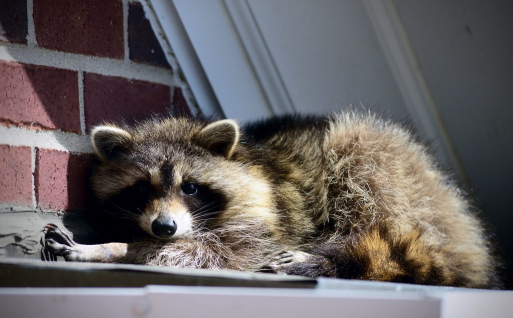 raccoon entering the soffit of a home in Ortonville Michigan