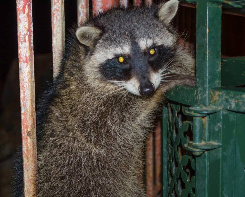 Image of Lansing raccoon control services