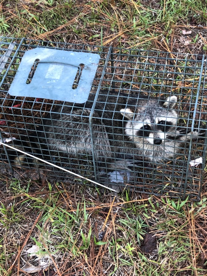 professionally trapped raccoon in the attic