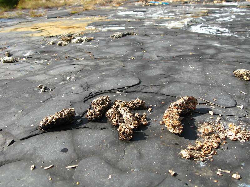 Raccoon Feces Photos - Platinum Raccoon Removal